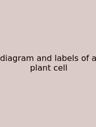 Diagram And Labels Of A Plant Cell