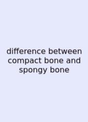 Difference Between Compact Bone And Spongy Bone