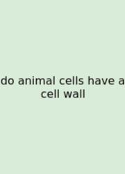 Do Animal Cells Have A Cell Wall