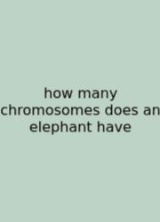 How Many Chromosomes Does An Elephant Have