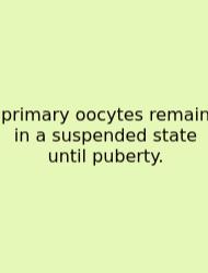 Primary Oocytes Remain In A Suspended State Until Puberty.