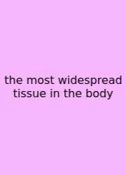 The Most Widespread Tissue In The Body