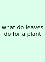 What Do Leaves Do For A Plant