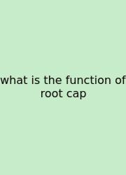 What Is The Function Of Root Cap