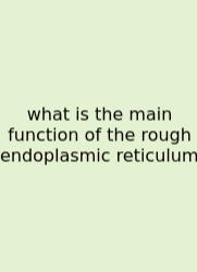 What Is The Main Function Of The Rough Endoplasmic Reticulum