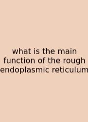 What Is The Main Function Of The Rough Endoplasmic Reticulum