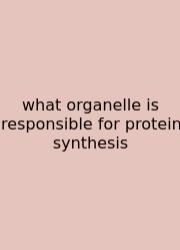 What Organelle Is Responsible For Protein Synthesis
