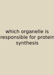 Which Organelle Is Responsible For Protein Synthesis