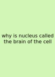 Why Is Nucleus Called The Brain Of The Cell